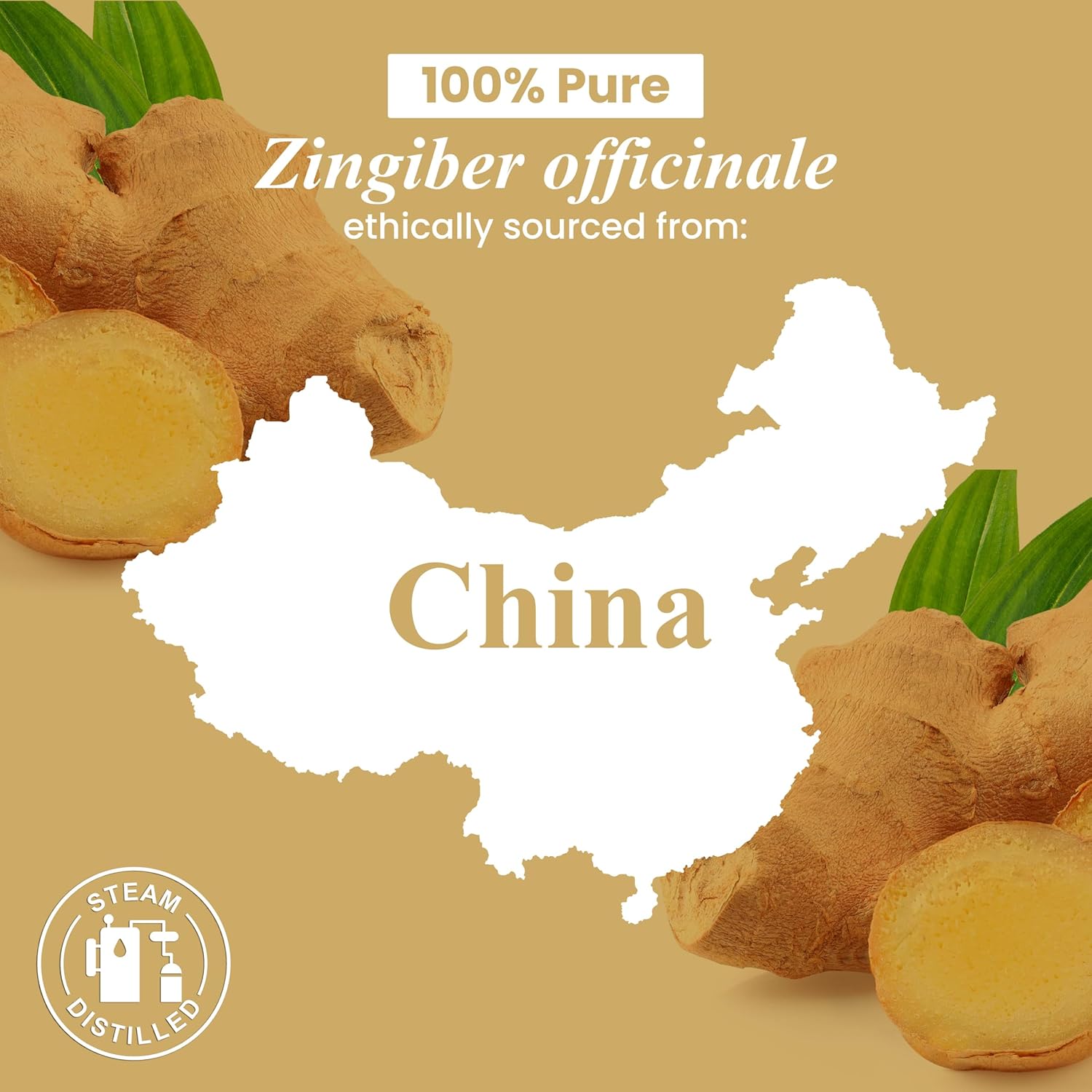 Ginger Essential Oil