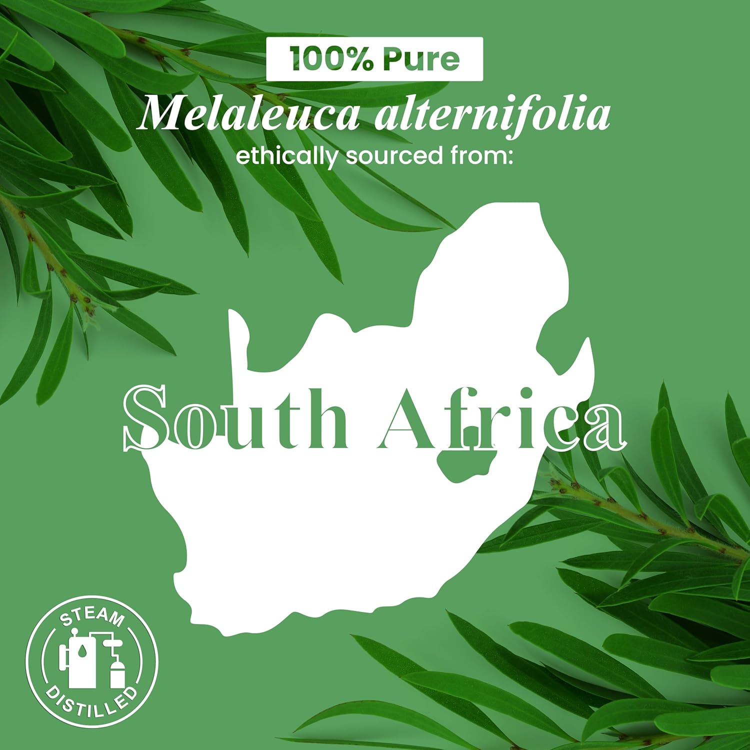 Tea Tree Essential Oil