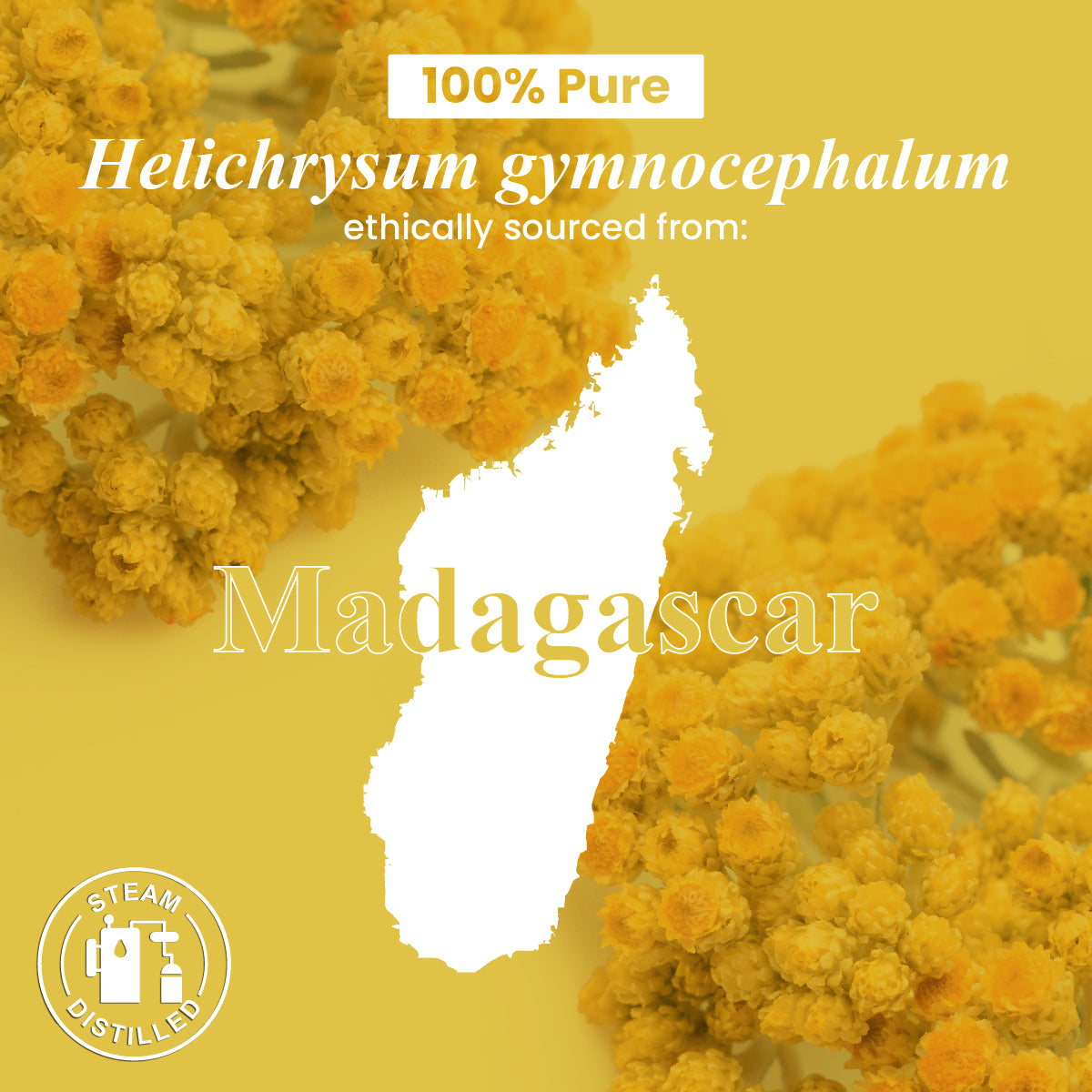 Helichrysum Essential Oil