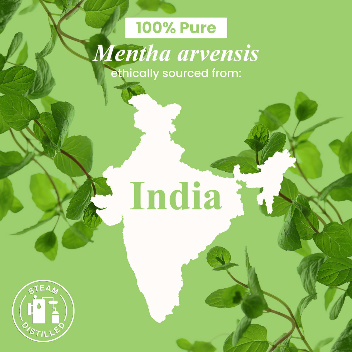 Organic Peppermint Essential Oil