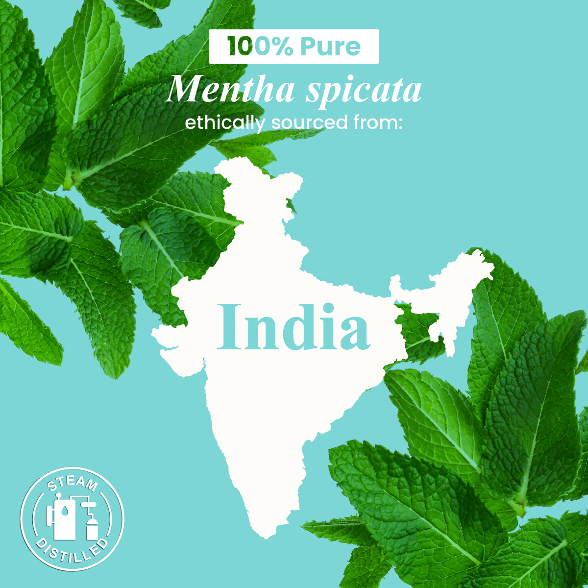 Organic Spearmint Essential Oil