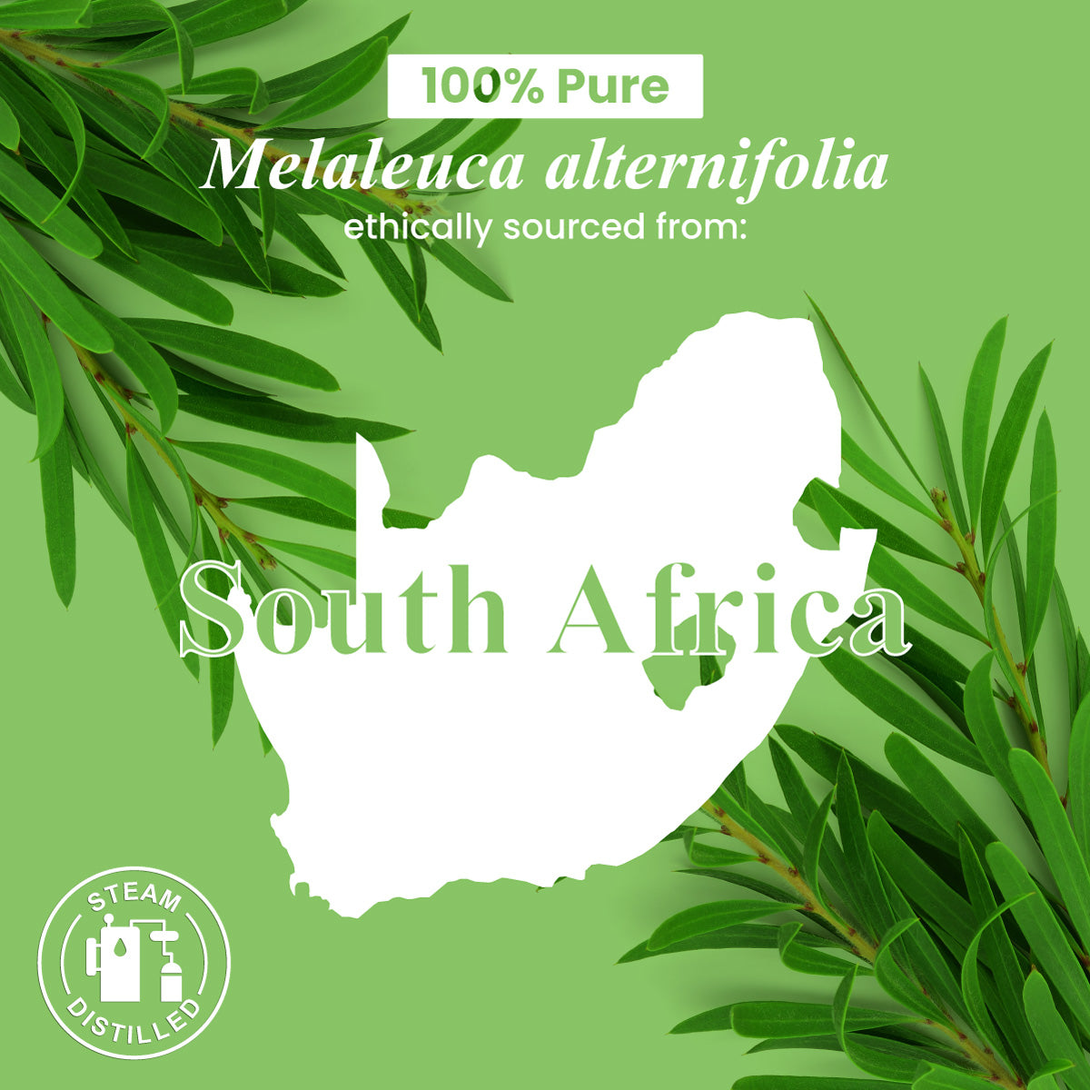 Organic Tea Tree Essential Oil