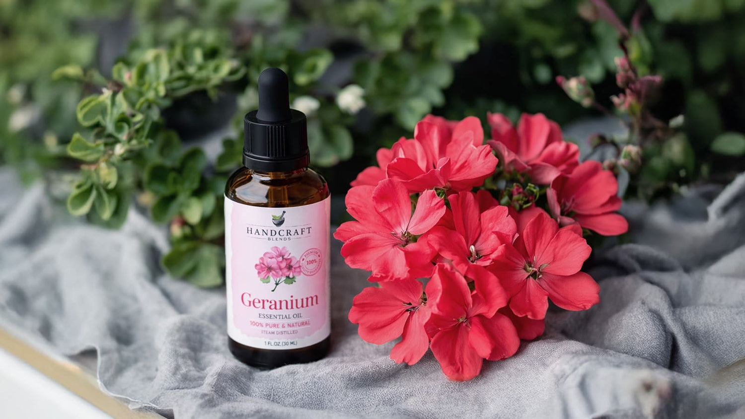 Geranium essential oil bottle with fresh pink geranium flowers, natural healing aroma