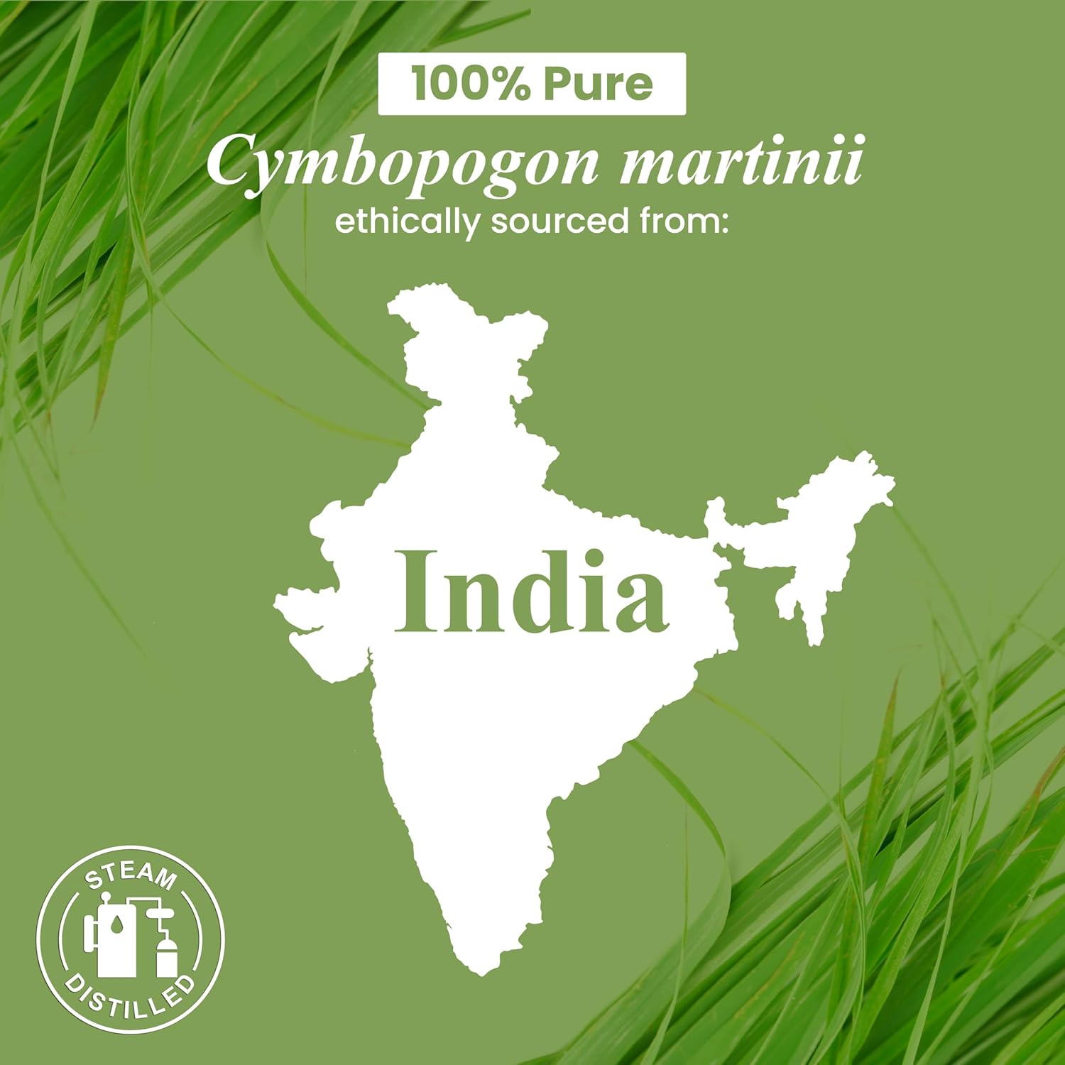 Palmarosa Essential Oil