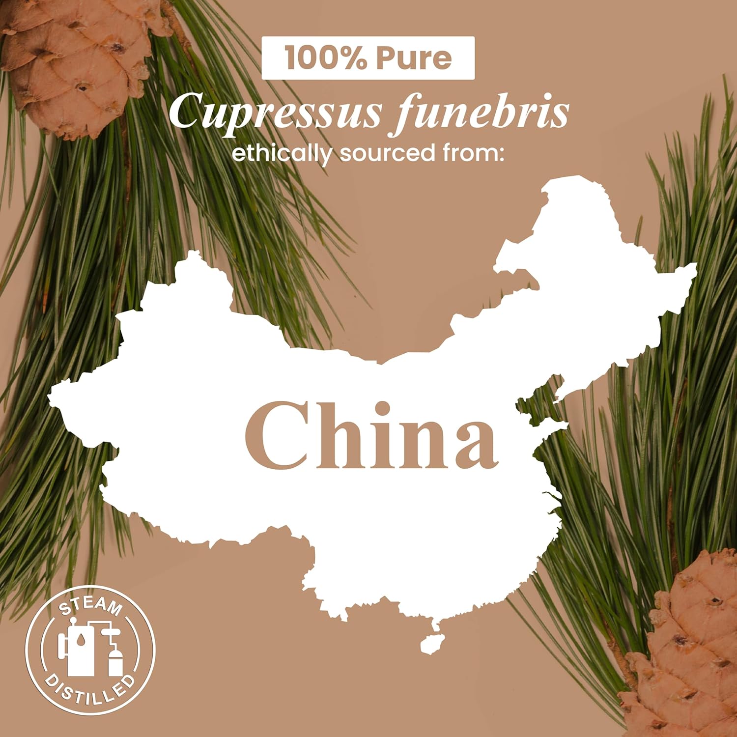 Cedarwood Essential Oil