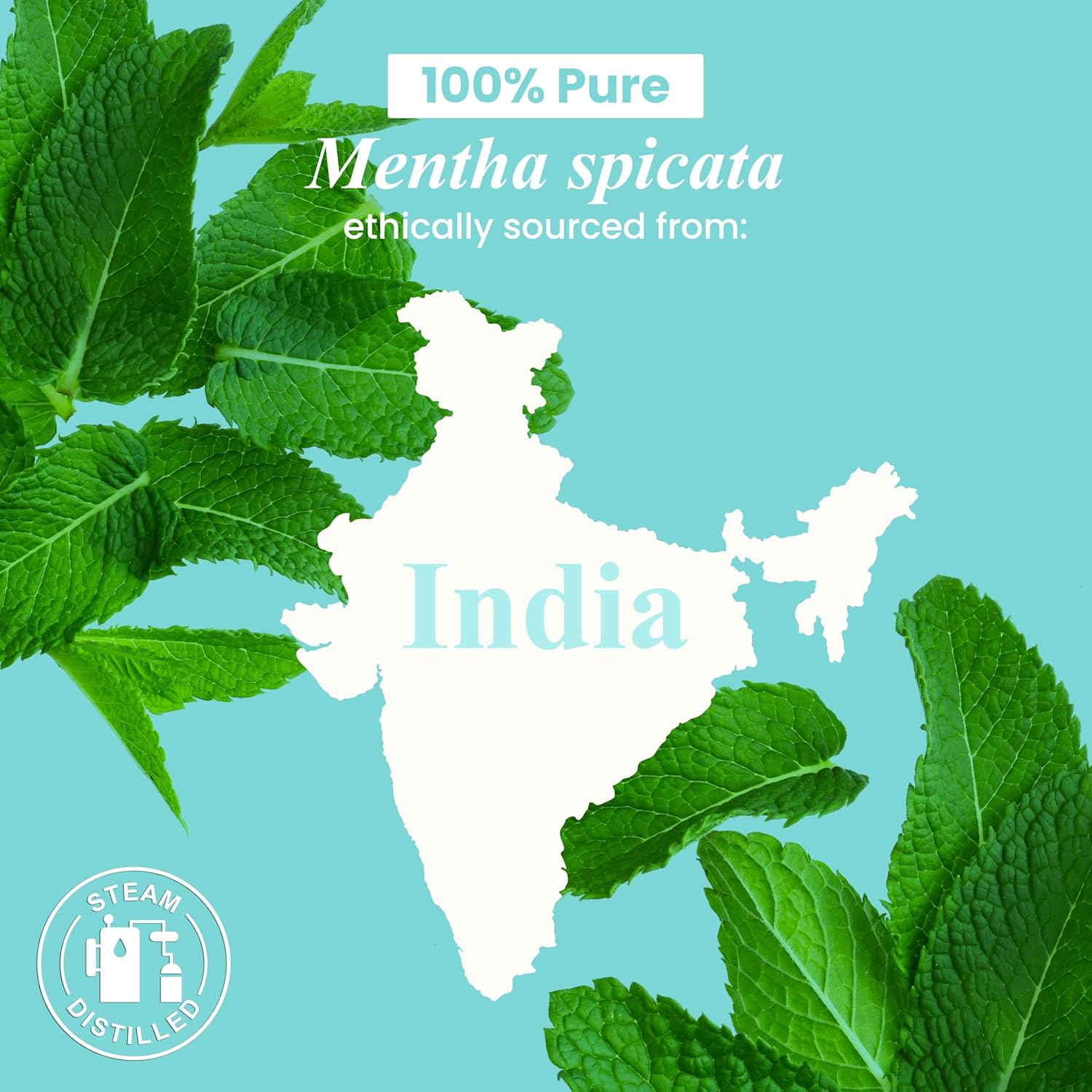 Spearmint Essential Oil