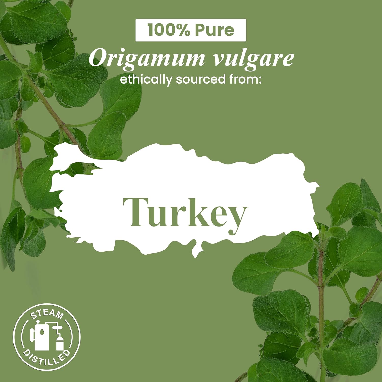 Oregano Essential Oil