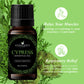 Handcraft Cypress Essential Oil - 100% Pure and Natural