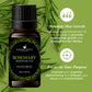 Handcraft Rosemary Essential Oil - 100% Pure and Natural