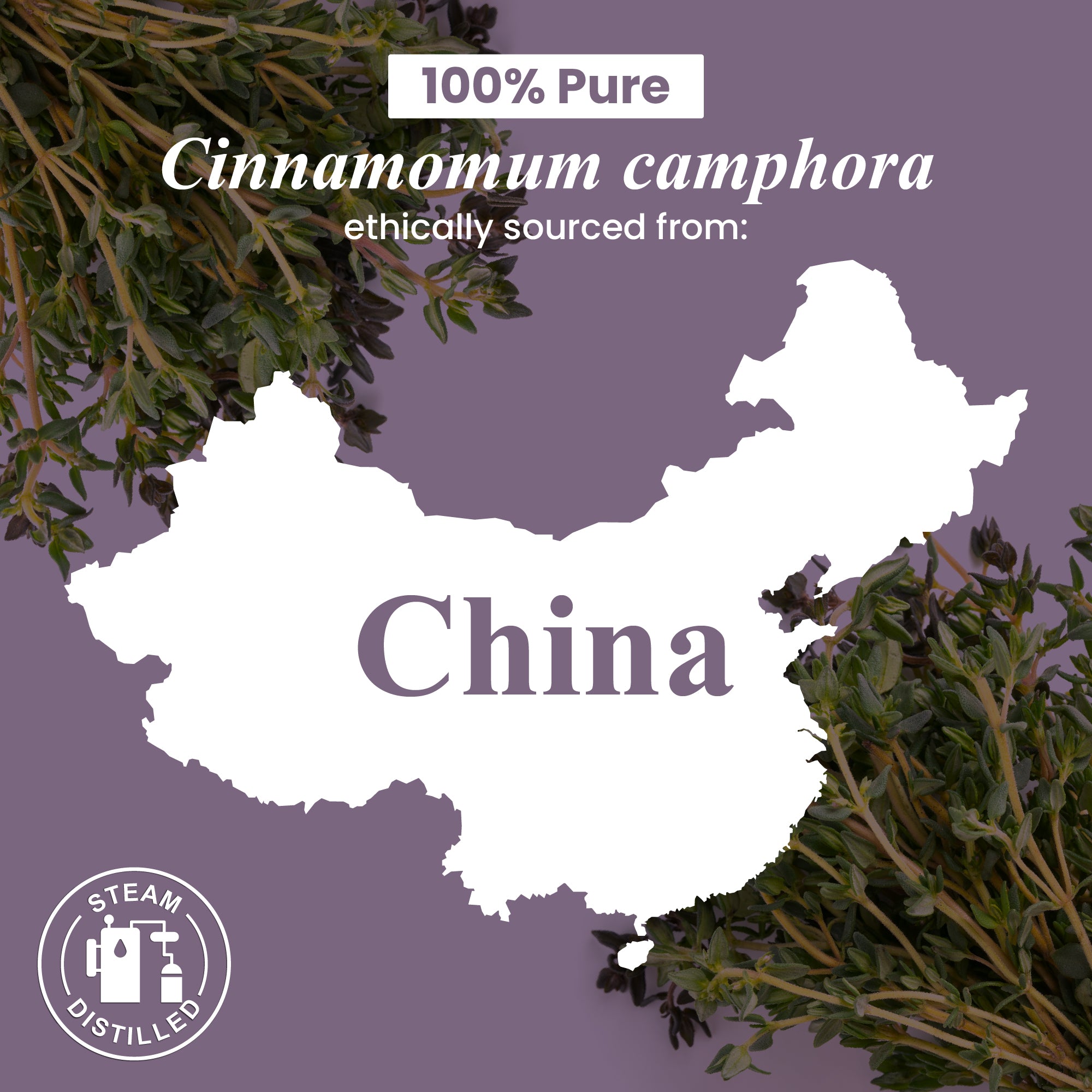 Camphor Essential Oil