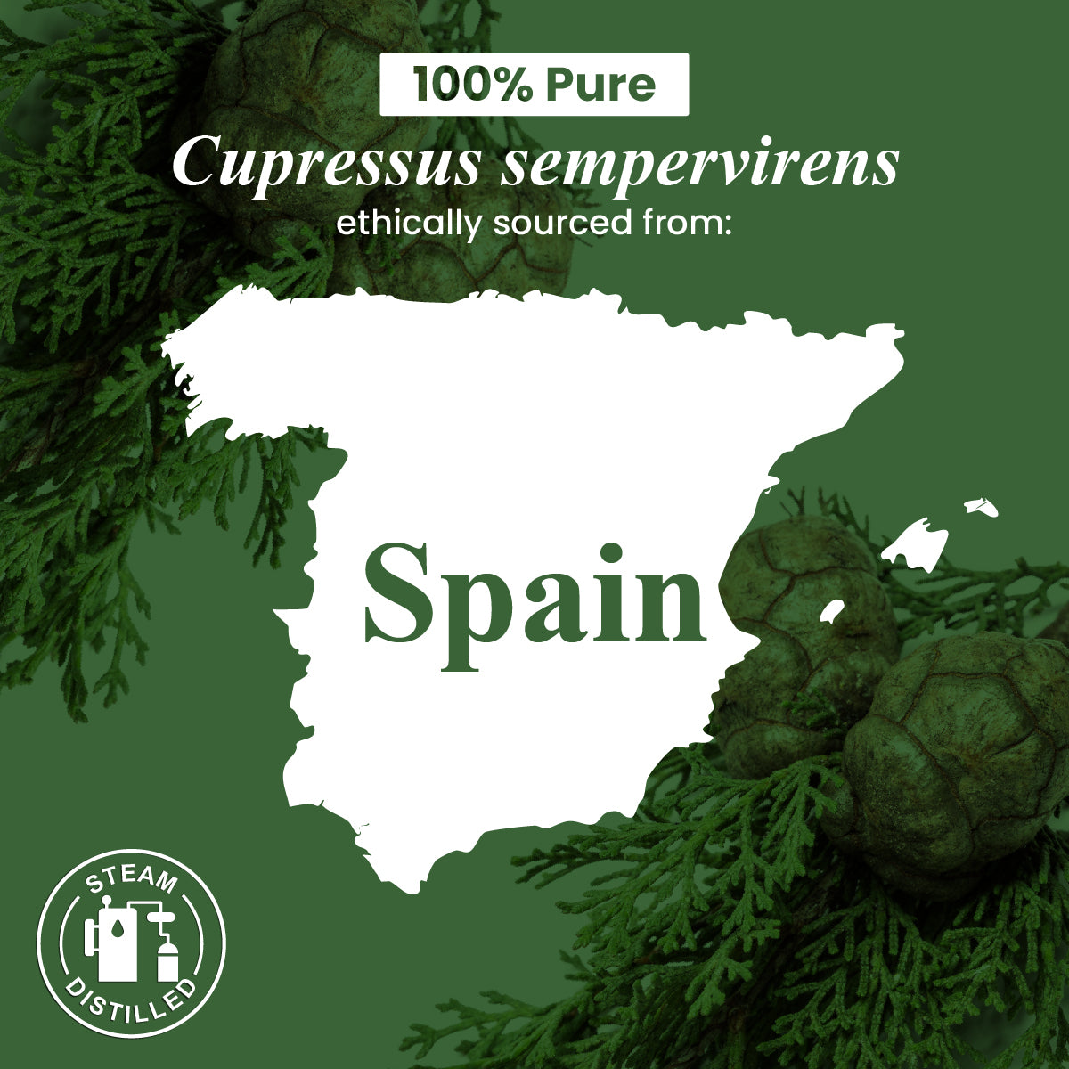 Cypress Essential Oil