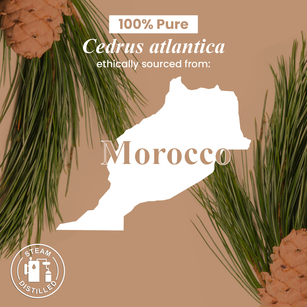 Organic Cedarwood Essential Oil