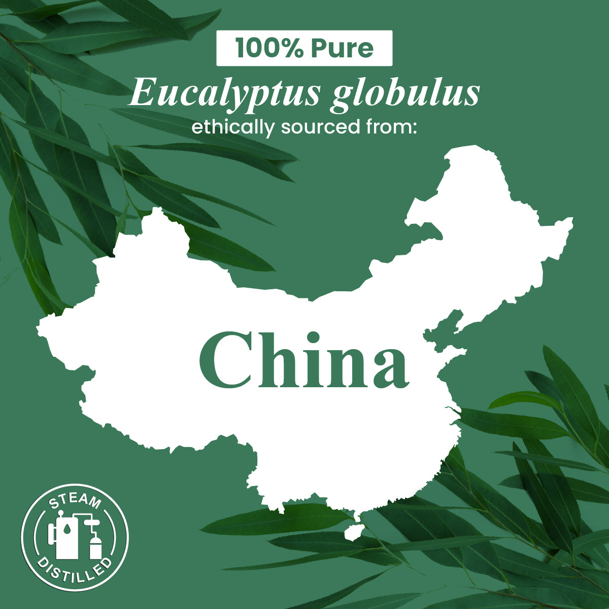 Organic Eucalyptus Essential Oil