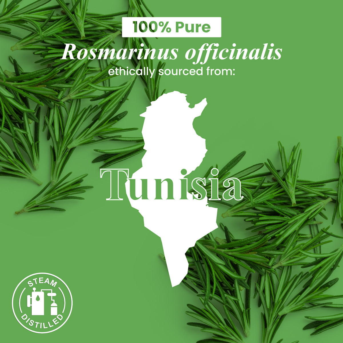 Organic Rosemary Essential Oil